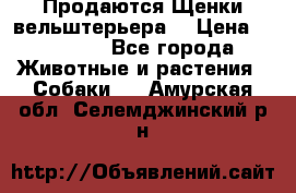 Продаются Щенки вельштерьера  › Цена ­ 27 000 - Все города Животные и растения » Собаки   . Амурская обл.,Селемджинский р-н